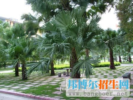 寧德職業(yè)技術(shù)學(xué)院校園一角5881