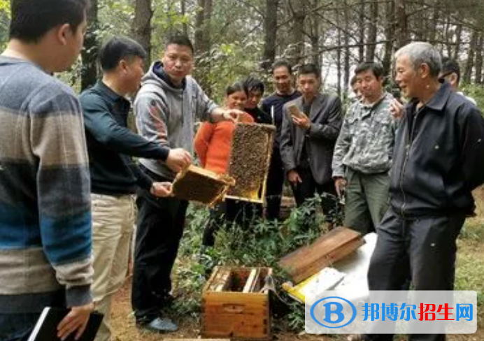 大學(xué)養(yǎng)蜂與蜂產(chǎn)品加工專業(yè)可以從事哪些工作？