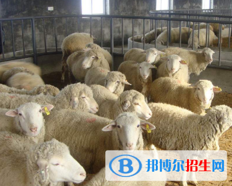 畜禽智能化養(yǎng)殖專(zhuān)業(yè)好嗎?