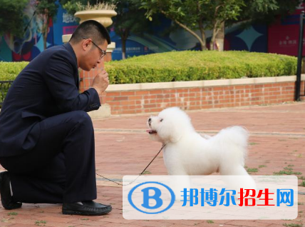 寵物養(yǎng)護與馴導專業(yè)好嗎?