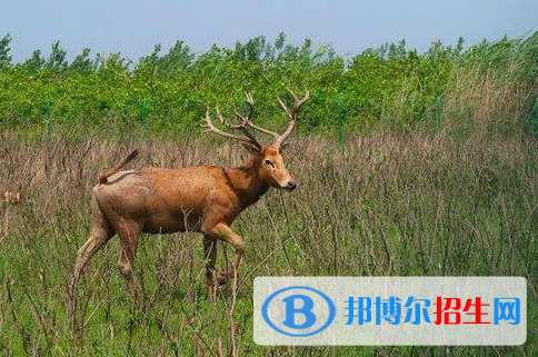 野生動(dòng)物與自然保護(hù)區(qū)管理專業(yè)好嗎?(野生動(dòng)物與自然保護(hù)區(qū)管理專業(yè))