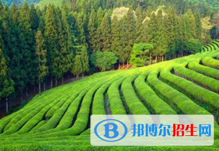 草業(yè)科學(xué)專業(yè)好嗎?(草業(yè)科學(xué)專業(yè))