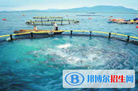 水產(chǎn)養(yǎng)殖學(xué)專業(yè)好嗎?(水產(chǎn)養(yǎng)殖學(xué)專業(yè))