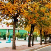 菏澤市定陶區(qū)職業(yè)中等專業(yè)學校